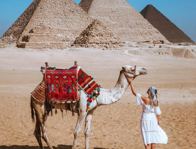 Giza_camel